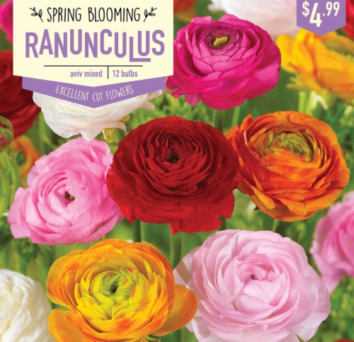 Garden State Bulb Ranunculus Aviv Mixed Bulbs 12 Count Perspective: front