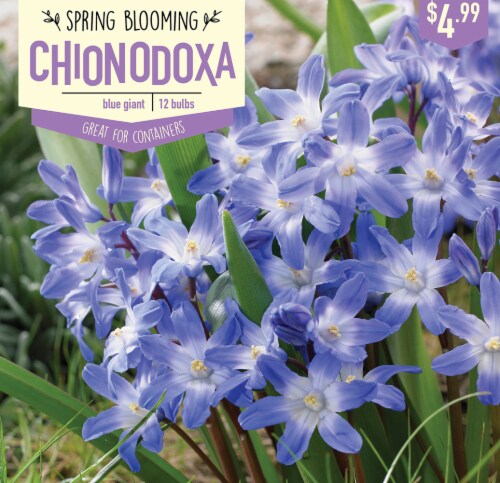 Garden State Bulb Chionodoxa Luciliae Bulbs 12 Count Perspective: front