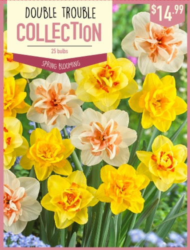 Garden State Bulb Narcissus Double Mixed Bulbs 25 Count Perspective: front