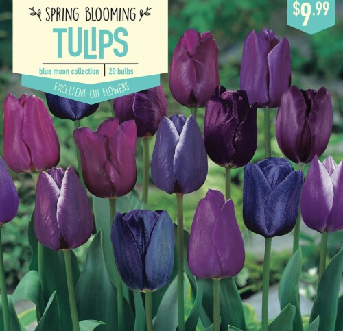 Garden State Bulb Tulip Blue Moon Collection Bulbs 20 Count Perspective: front