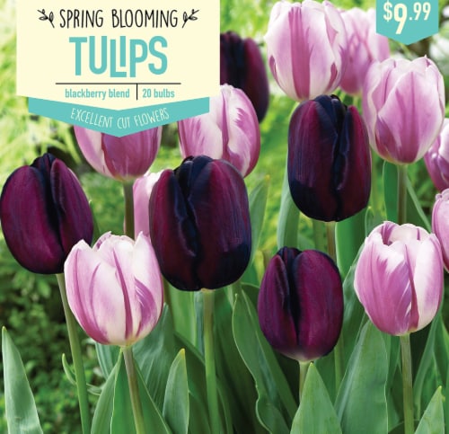 Garden State Bulb Tulip Blackberry Blend Bulbs 20 Count Perspective: front