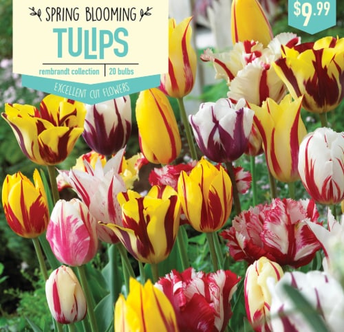Garden State Bulb Tulip Rembrandt Collection Bulbs 20 Count Perspective: front