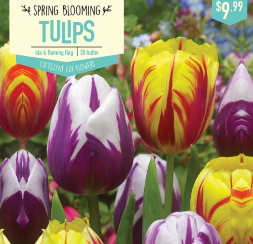 Garden State Bulb Tulip Ida & Flaming Flag Bulbs 20 Count Perspective: front
