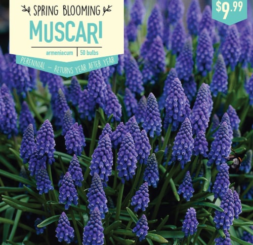 Garden State Bulb Muscari Armeniacum Bulbs 50 Count Perspective: front