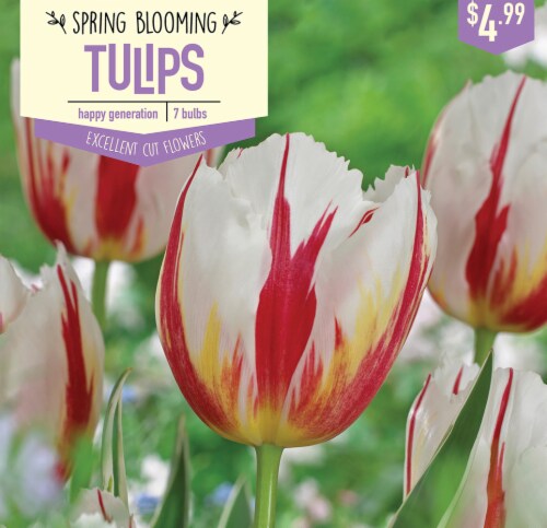 Garden State Bulb Tulip Happy Generation Bulbs 7 Count Perspective: front