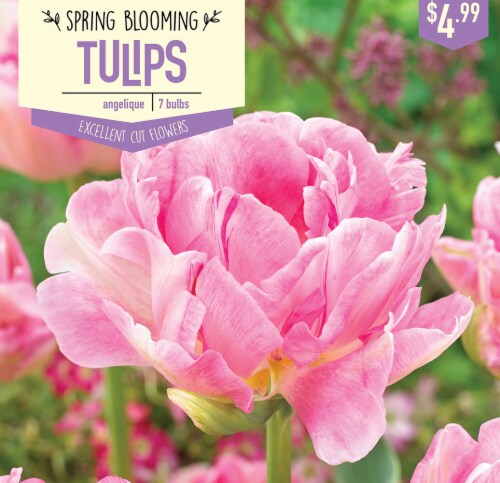 Garden State Bulb Tulip Angelique Blubs 7 Count Perspective: front