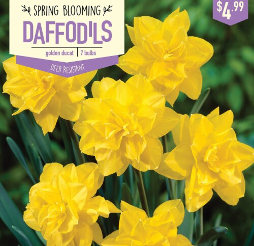 Garden State Bulb Daffodil Golden Ducat Bulbs 7 Count Perspective: front