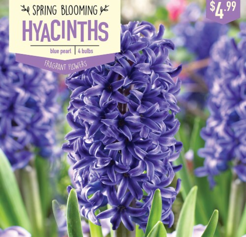 Garden State Bulb Hyacinth Blue Pearl Bulbs 4 Count Perspective: front