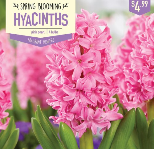 Garden State Bulb Hyacinth Pink Pearl Bulbs 4 Count Perspective: front