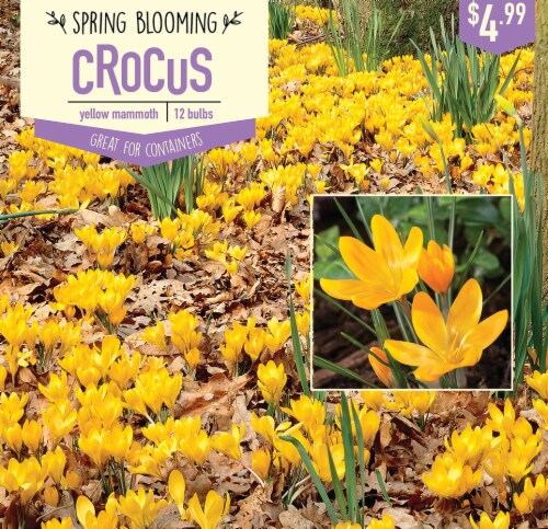 Garden State Bulb Crocus Yellow Mammoth Bulbs 12 Count Perspective: front