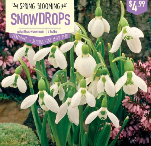 Garden State Bulb Snowdrops Galanthus Woronowii Bulbs 7 Count Perspective: front