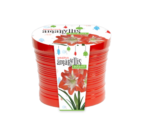 Garden State Bulb Minerva Amaryllis Bulb Kit Perspective: front