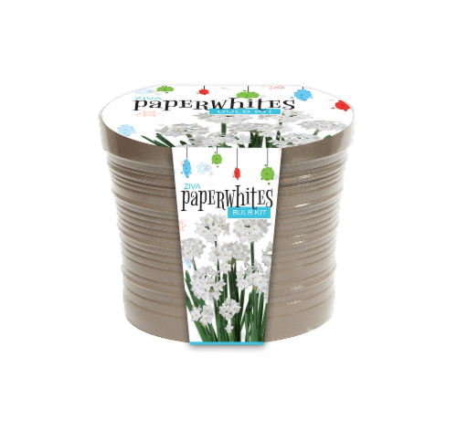 Garden State Bulb Ziva Paperwhites Narcissus Bulb Kit Perspective: front