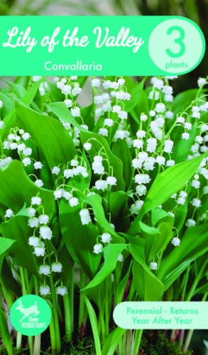 Lily-of-the-Valley Bulbs