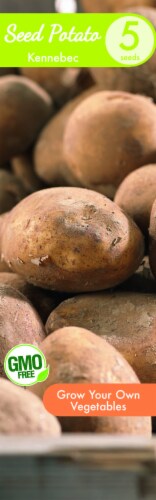 Garden State Bulb Kennebec Seed Potato Perspective: front