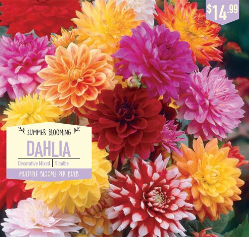 Garden State Bulb Decorative Mixed Dahlia Bulbs Perspective: front