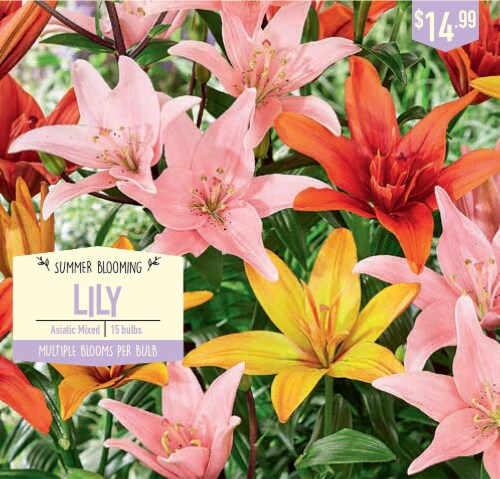 Garden State Asiatic Mixed Lily Bulbs Perspective: front
