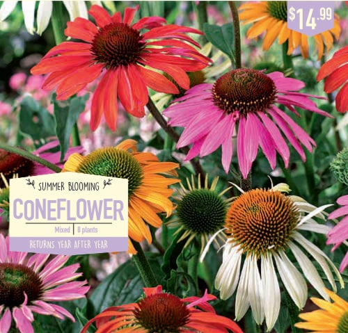 Garden State Bulb Coneflower Bulbs - Mixed Perspective: front