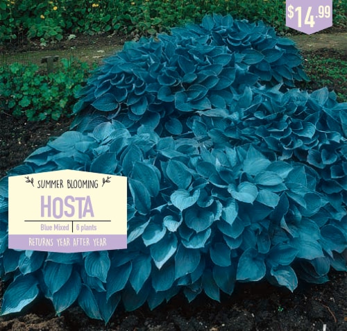 Garden State Bulb Hosta Bulbs - Blue Perspective: front