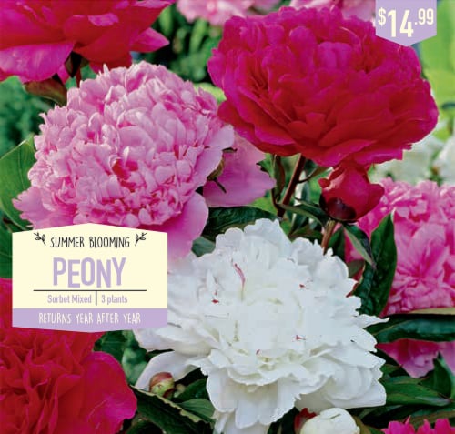Garden State Sorbet Mixed Peony Bulbs Perspective: front