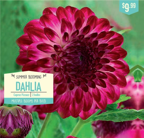 Garden State Bulb Caproz Pizzazz Dahlia Bulbs Perspective: front