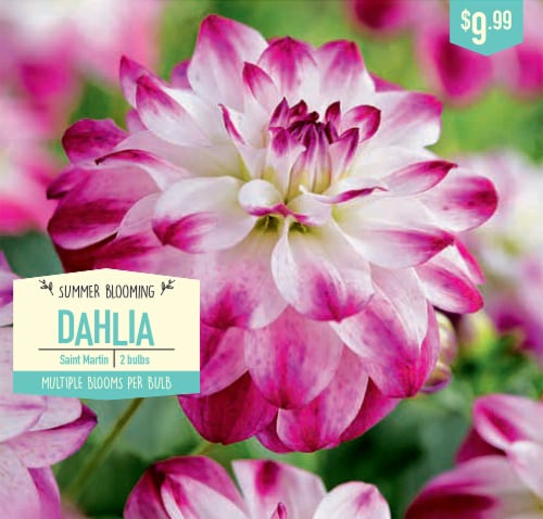 Garden State Bulb Saint Martin Dahlia Bulbs Perspective: front