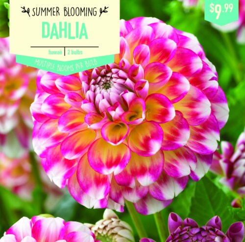 Garden State Bulb Hawaii Dahlia Bulbs Perspective: front