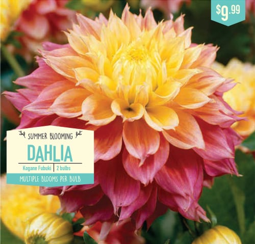 Garden State Bulb Kogane Fubuki Dahlia Bulbs Perspective: front
