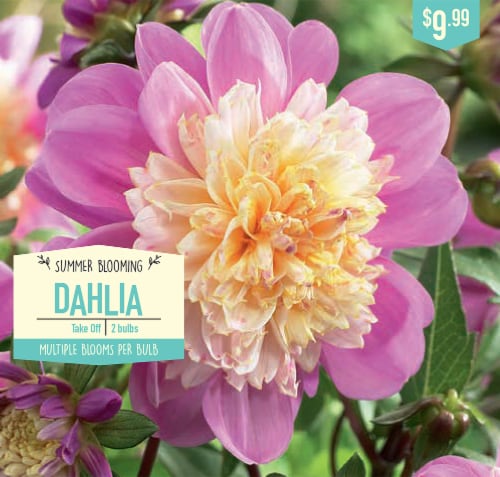 Garden State Bulb Take Off Dahlia Bulbs Perspective: front