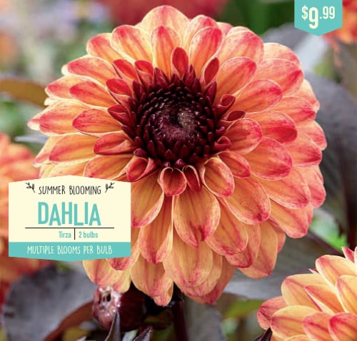 Garden State Bulb Tirza Dahlia Bulbs Perspective: front