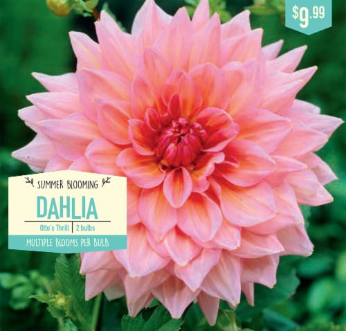 Garden State Bulb Otto's Thrill Dahlia Bulbs Perspective: front