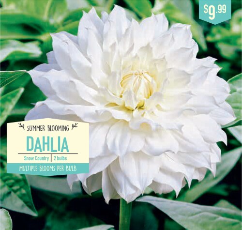 Garden State Bulb Snowcountry Dahlia Bulbs Perspective: front