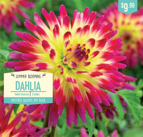 Garden State Bulb Tahiti Sunrise Dahlia Bulbs Perspective: front