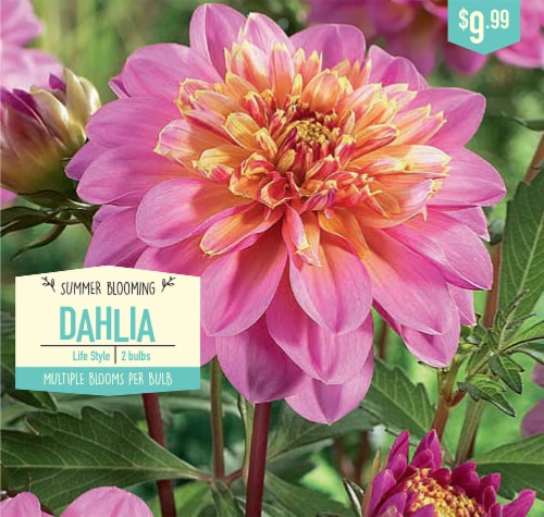 Garden State Bulb Life Style Dahlia Bulbs Perspective: front