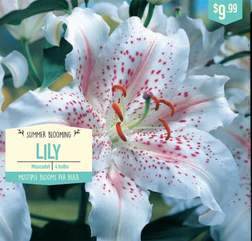 Garden State Bulb Muscadet Lily Bulbs Perspective: front