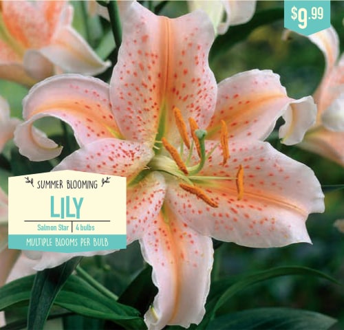 Garden State Bulb Salmon Star Lily Bulbs Perspective: front