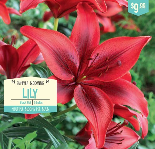Garden State Bulb Black Out Lily Bulbs Perspective: front