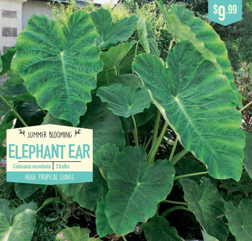 Garden State Bulb Elephant Ear Colocasia Esculenta Bulbs Perspective: front