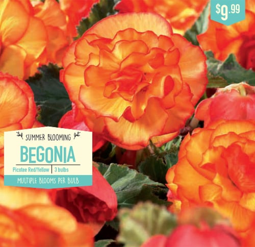 Garden State Bulb Begonia Bulbs - Picotee Red/Yellow Perspective: front