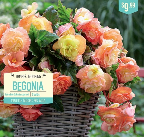 Garden State Bulb Begonia Bulbs - Splendide Ballerina Apricot Perspective: front