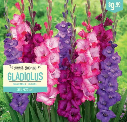 Garden State Bulb Sunset Mixed Gladiolus Bulbs Perspective: front