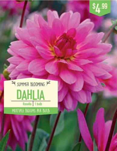 Garden State Bulb Rosella Dahlia Bulb Perspective: front