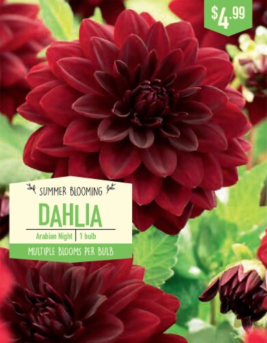 Garden State Bulb Arabian Night Dahlia Bulb Perspective: front