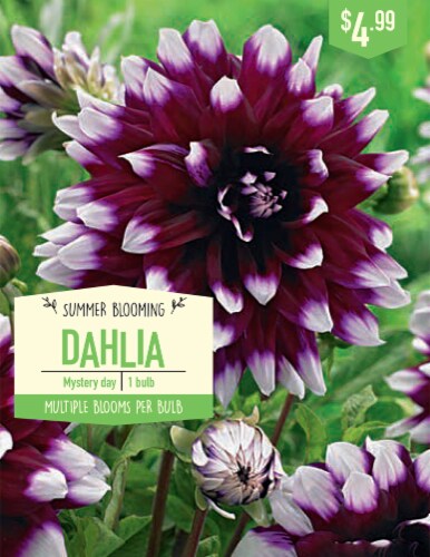 Garden State Bulb Mystery Day Dahlia Bulb Perspective: front