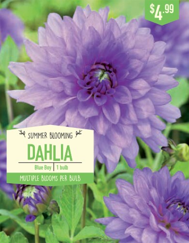 Garden State Bulb Blue Boy Dahlia Bulb Perspective: front
