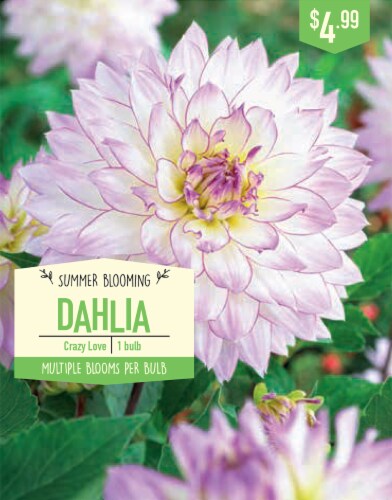 Garden Bulb State Crazy Love Dahlia Bulb Perspective: front