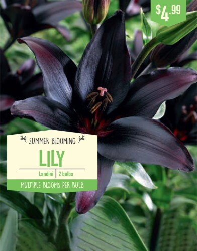 Garden Bulb State Landini Lily Bulbd Perspective: front