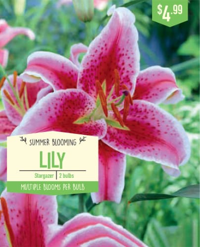 Garden Bulb State Stargazer Lily Bulbs Perspective: front