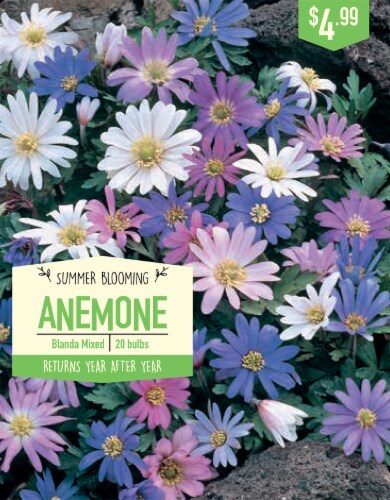 Garden Bulb State Blanda Mixed Anemone Bulbs Perspective: front