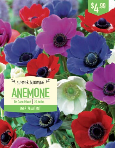 Garden Bulb State De Caen Mixed Anemone Bulbs Perspective: front